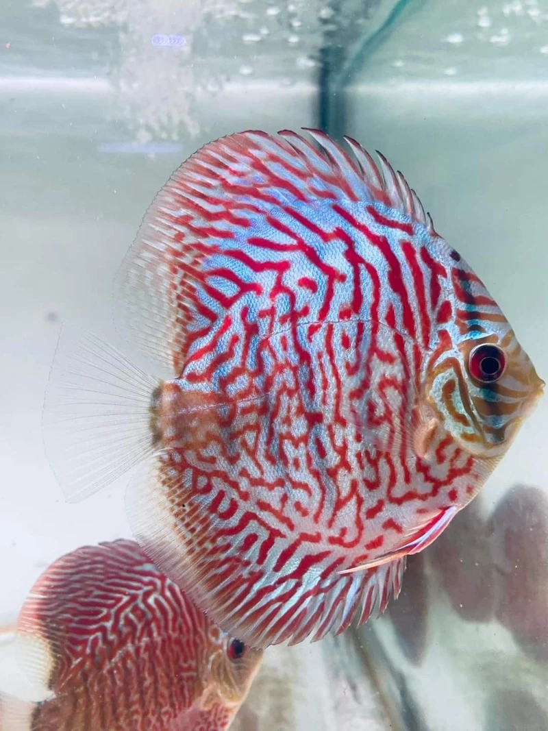 Mang ý nghĩa may mắn với cá dĩa discus phong thủy