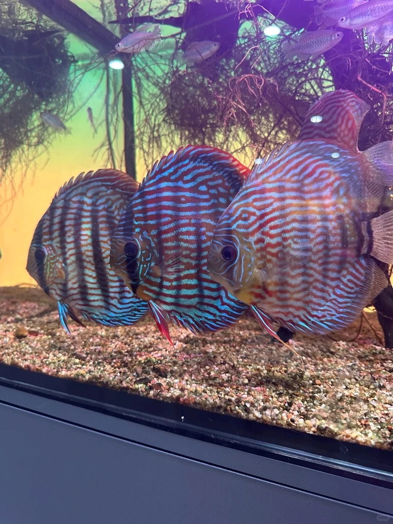 Đẳng cấp bể cá với cá dĩa discus cao cấp