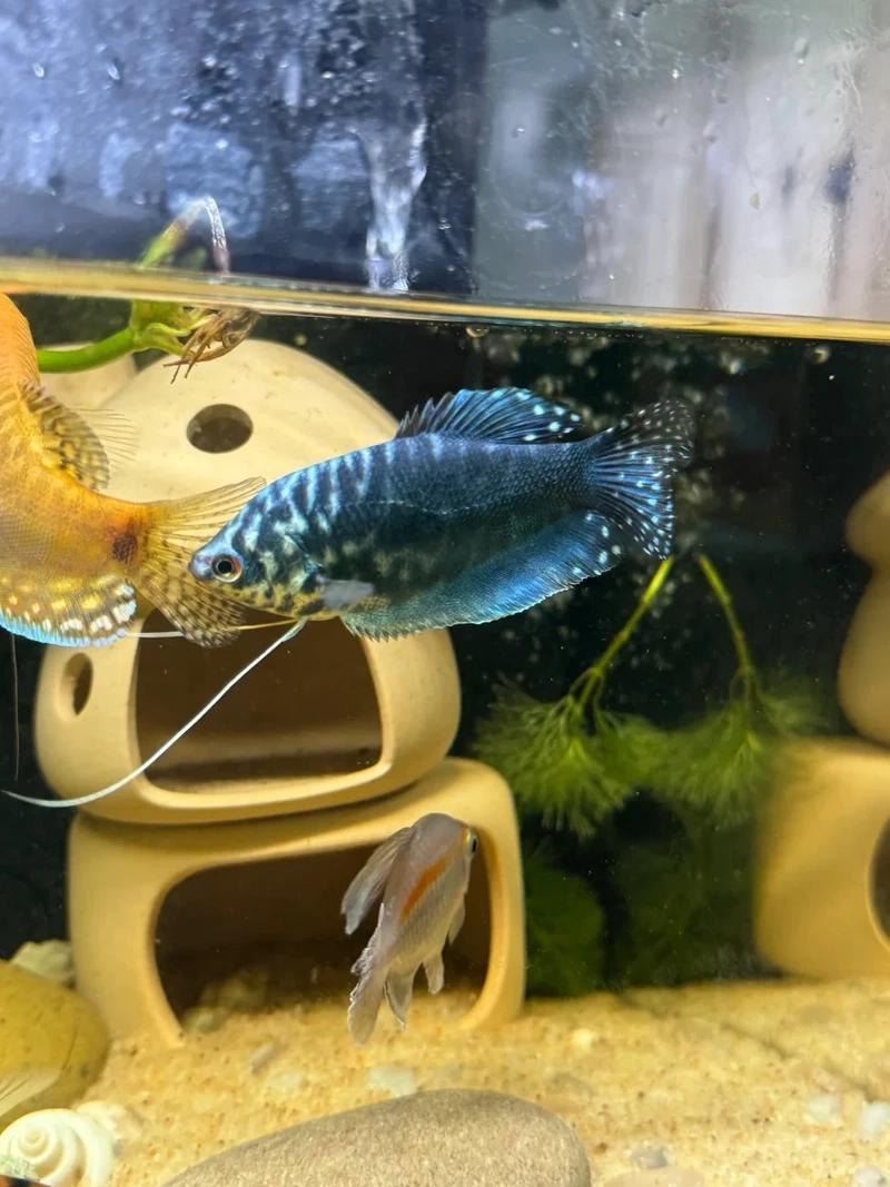 Vẻ đẹp cuốn hút của cá gourami cảnh trong bể cá