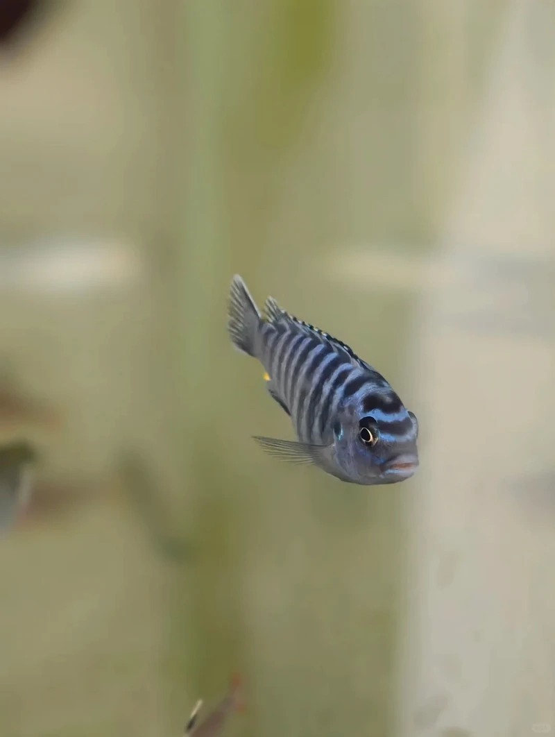 Điểm nhấn tuyệt đẹp cho cá gourami hồ thủy sinh