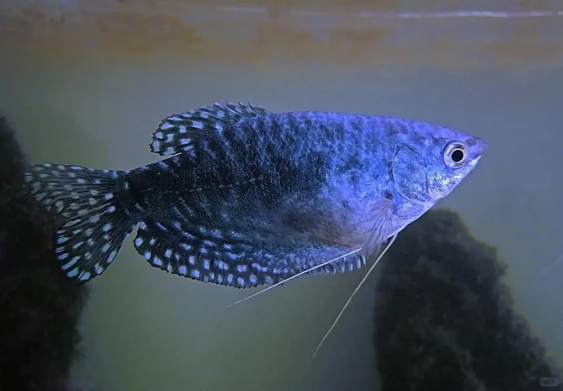 Vẻ đáng yêu của cá gourami mật ong