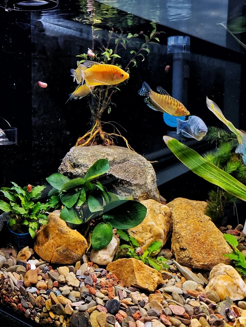 Màu sắc tươi sáng của cá gourami vàng