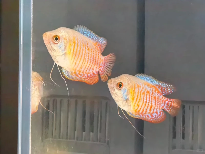 Dòng cá nhỏ xinh cá gourami lùn được nhiều người yêu thích