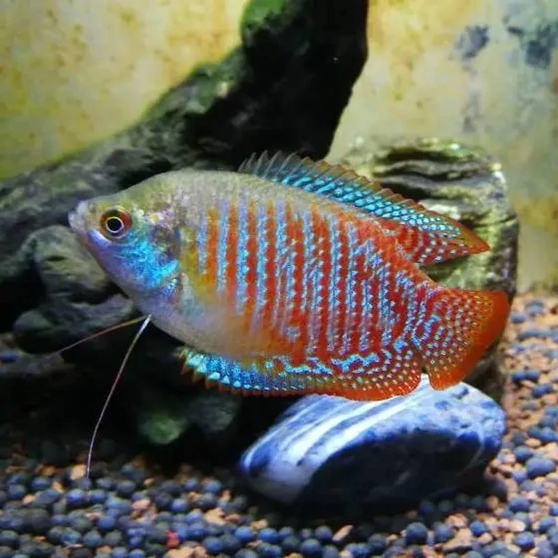 Tính cách hiền hòa của cá gourami hiền