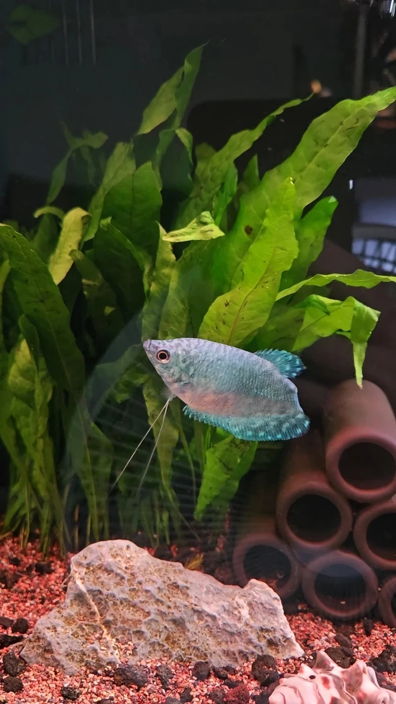 Ý nghĩa may mắn của cá gourami phong thủy