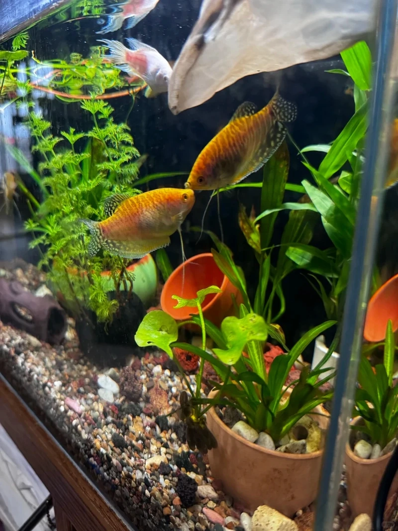 Khoảnh khắc đẹp của cá gourami chụp ảnh đẹp