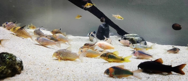 Họa tiết độc đáo của cá molly dalmatian