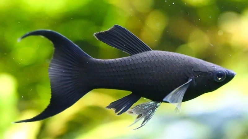 Loài cá được yêu thích trong giới cá molly cảnh