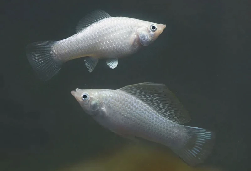 Lựa chọn tuyệt vời cho cá molly hồ thủy sinh