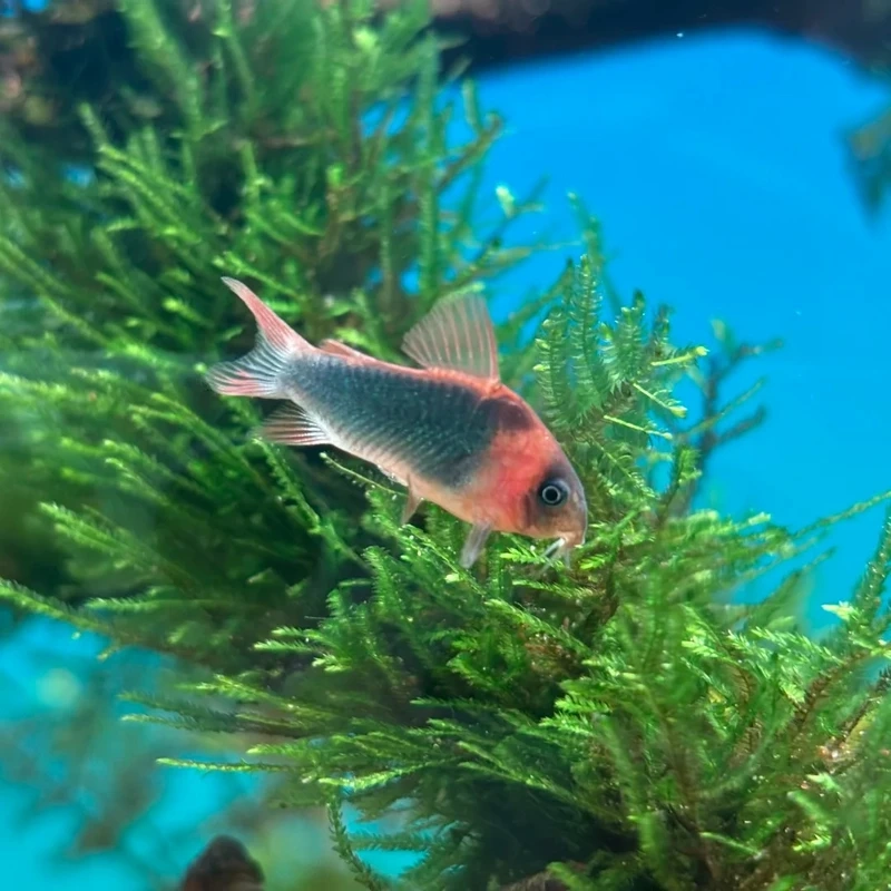 Nổi tiếng với khả năng cá molly sinh sản nhanh