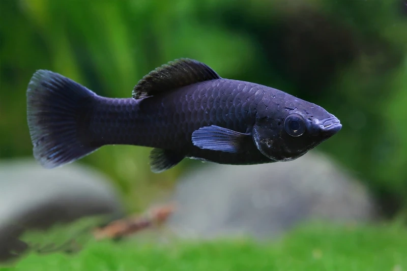 Dễ kết hợp với cá molly nuôi chung thủy sinh