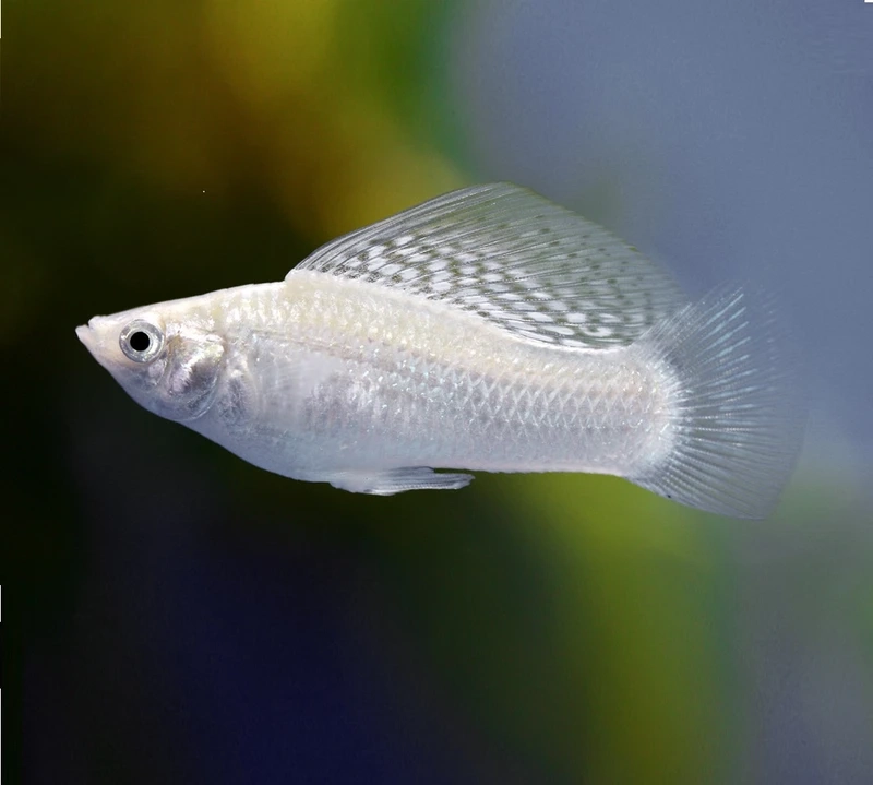 Trang trí hồ cá bằng cá molly trang trí bể cá