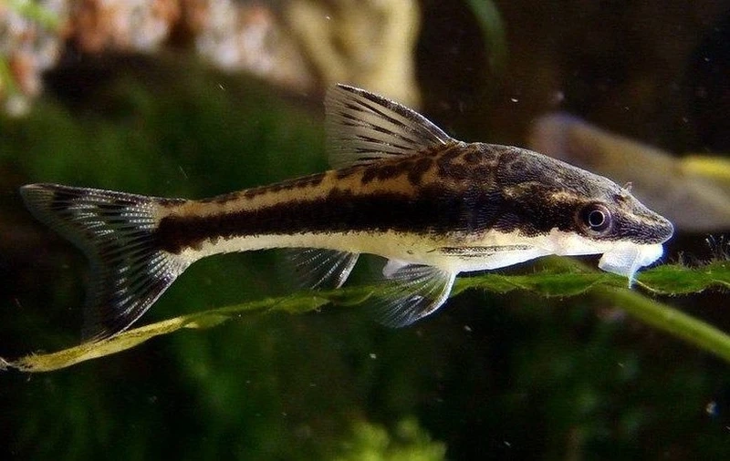 Loài cá nhỏ nổi tiếng cá otocinclus ăn rêu trong hồ thủy sinh