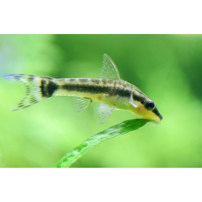 Dễ kết hợp với cá otocinclus nuôi chung thủy sinh