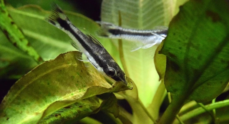Tính cách hiền hòa của cá otocinclus hiền