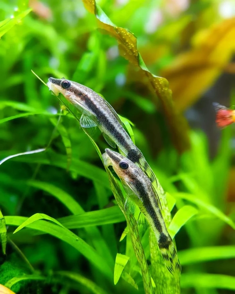 Vẻ đáng yêu của cá otocinclus đẹp trong hồ cá