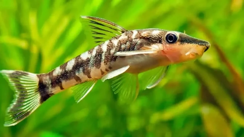 Loài cá hữu ích cá otocinclus ăn tảo trong hồ
