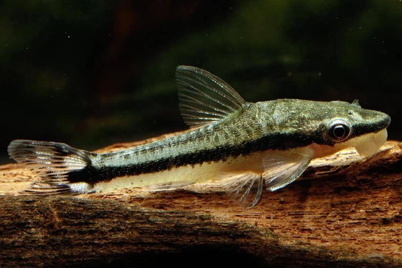 Người mới chơi cá cũng thích cá otocinclus dễ nuôi