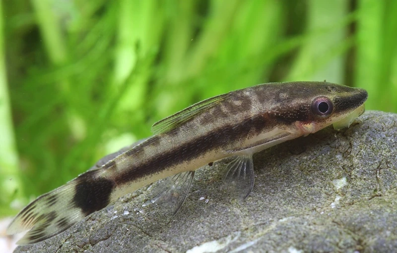 Lựa chọn hoàn hảo cá otocinclus cho bể thủy sinh