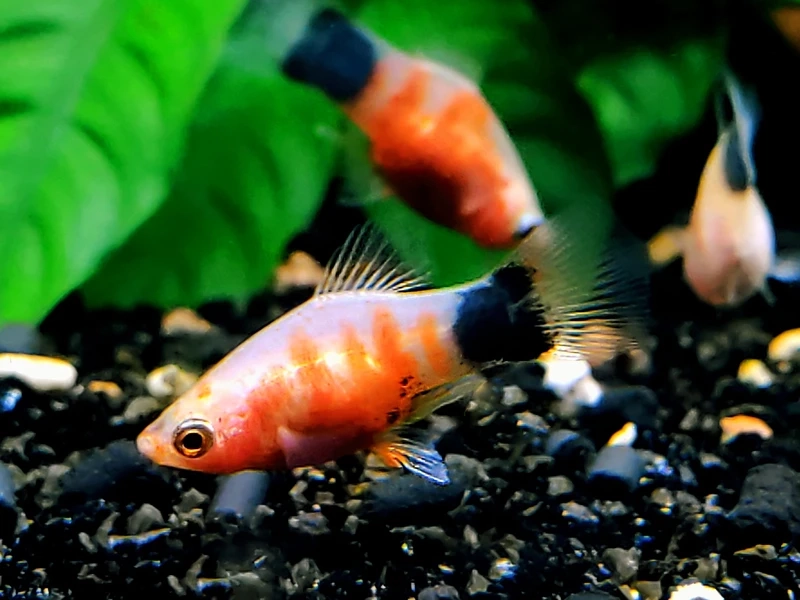 Sắc đỏ rực rỡ của cá platy mickey đỏ trong bể cá