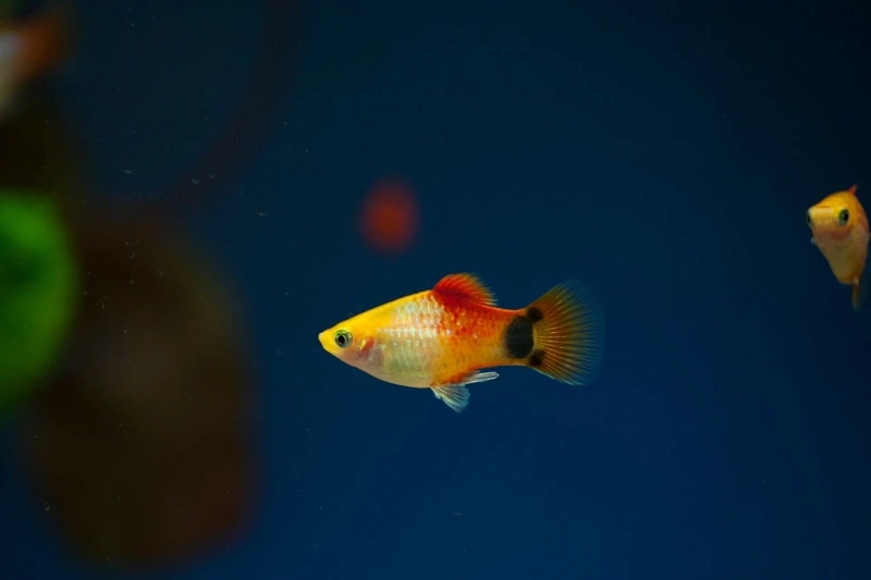 Lý tưởng cho bể nhỏ với cá platy mickey nuôi bể nhỏ