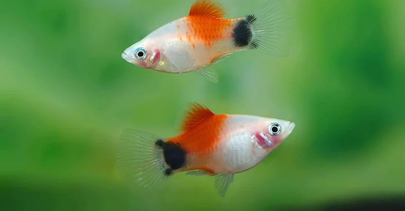 Màu sắc rực rỡ của cá platy mickey rực rỡ
