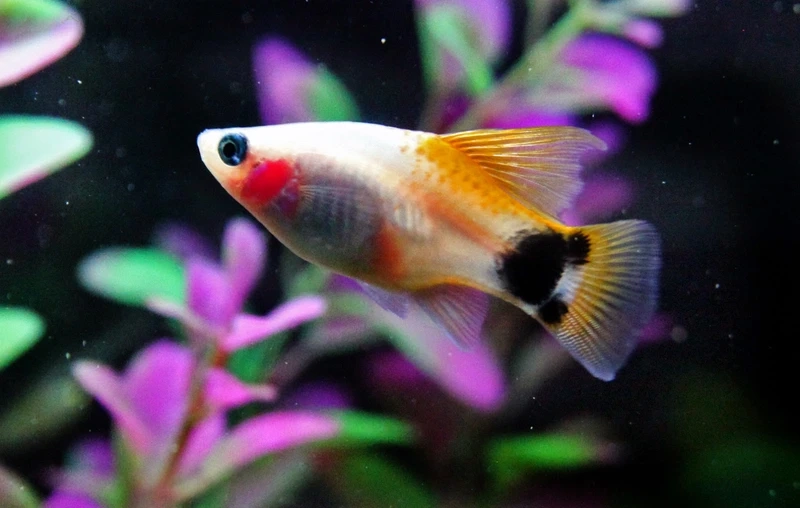 Dòng cá nổi tiếng cá platy mickey sinh sản nhanh