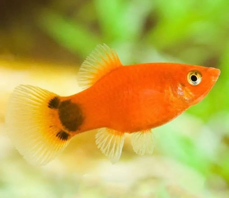 Bể cá sinh động với cá platy mickey sinh động