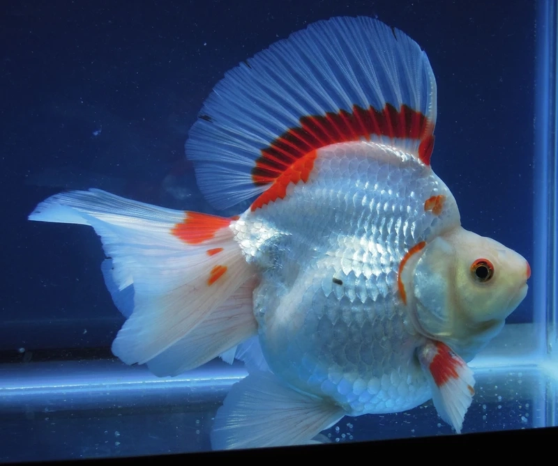 Vẻ đẹp nổi bật của cá vàng ryukin đỏ trắng khiến ai cũng mê