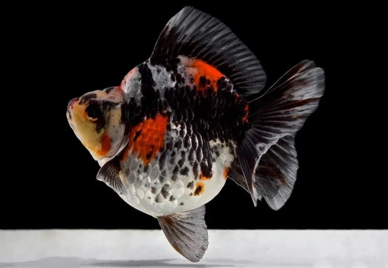 Vẻ đẹp cuốn hút của cá dĩa discus bồ câu khiến dân chơi cá mê mẩn