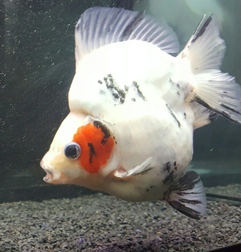 Dòng cá được săn lùng là cá vàng ryukin cảnh