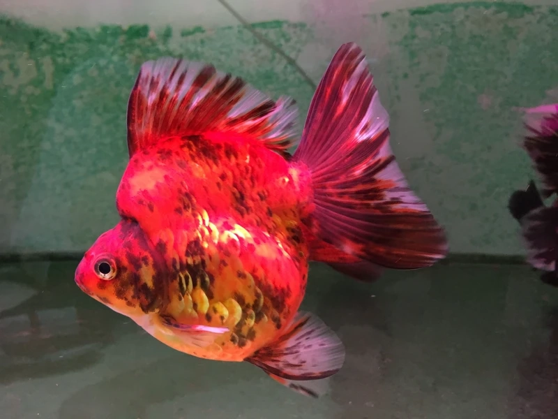 Nhỏ xinh đáng yêu với cá vàng ryukin mini