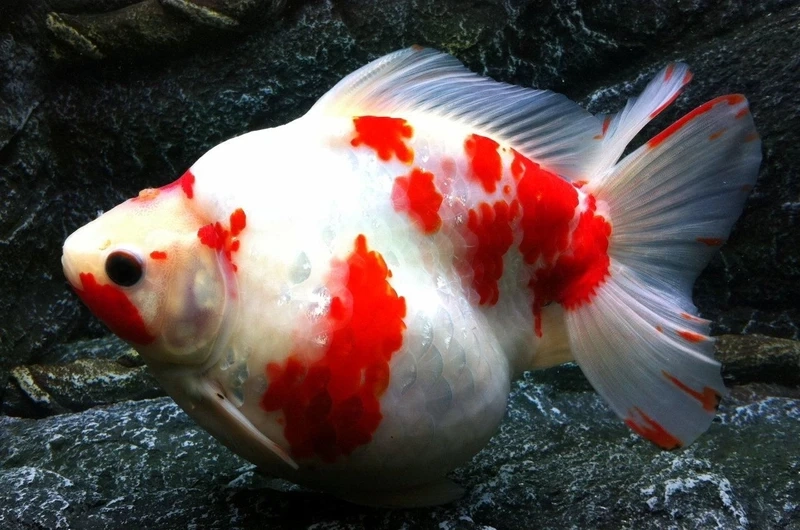 Trang trí bể kính bằng cá vàng ryukin nuôi hồ kính