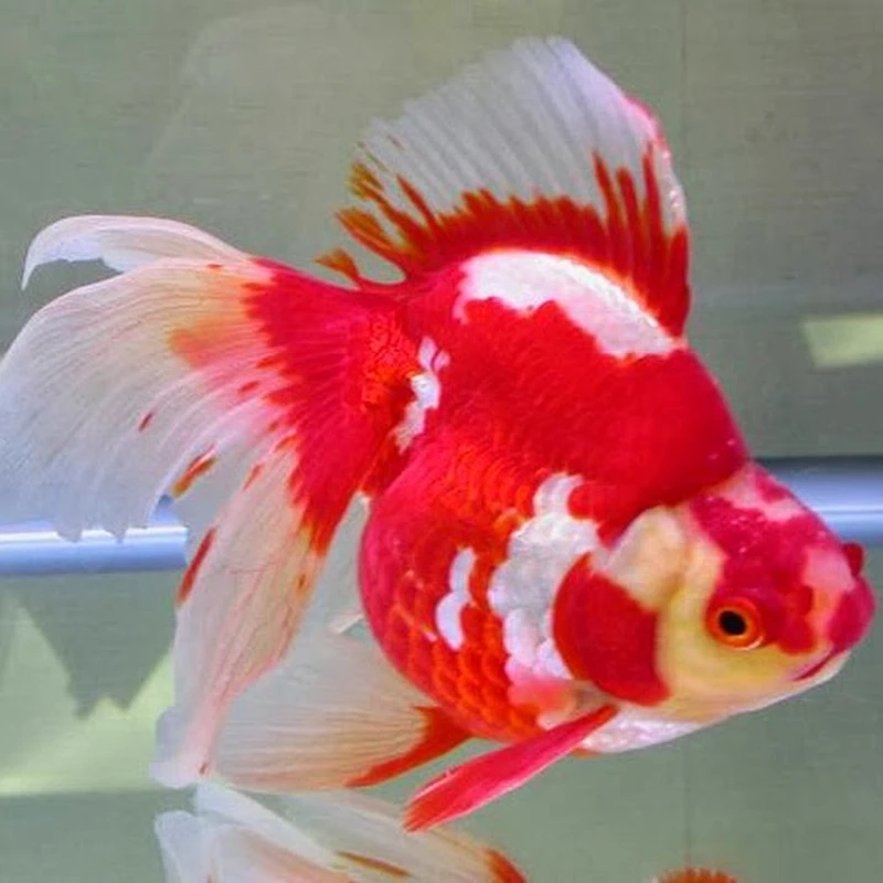 Giới chơi cá mê mẩn cá vàng ryukin cao cấp