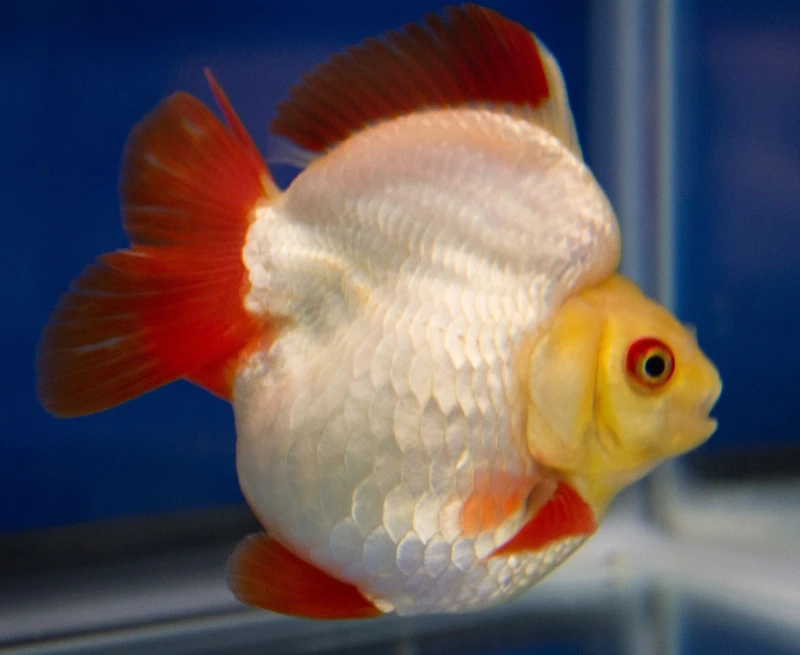 Mang may mắn tài lộc với cá vàng ryukin phong thủy