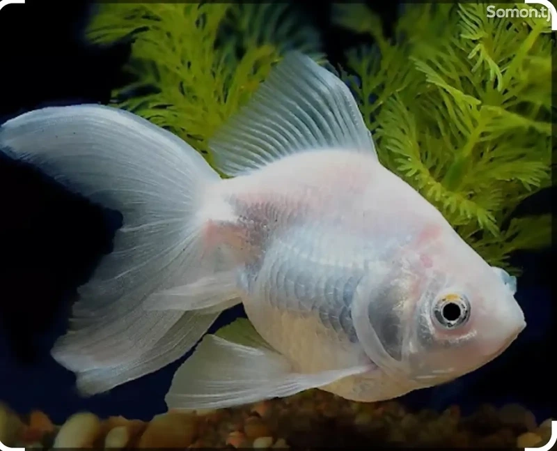 Vẻ đẹp đặc trưng của cá vàng ryukin đầu gù