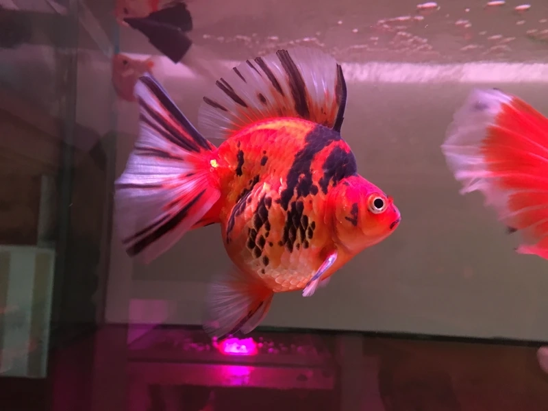 Màu sắc cuốn hút của cá vàng ryukin màu đẹp