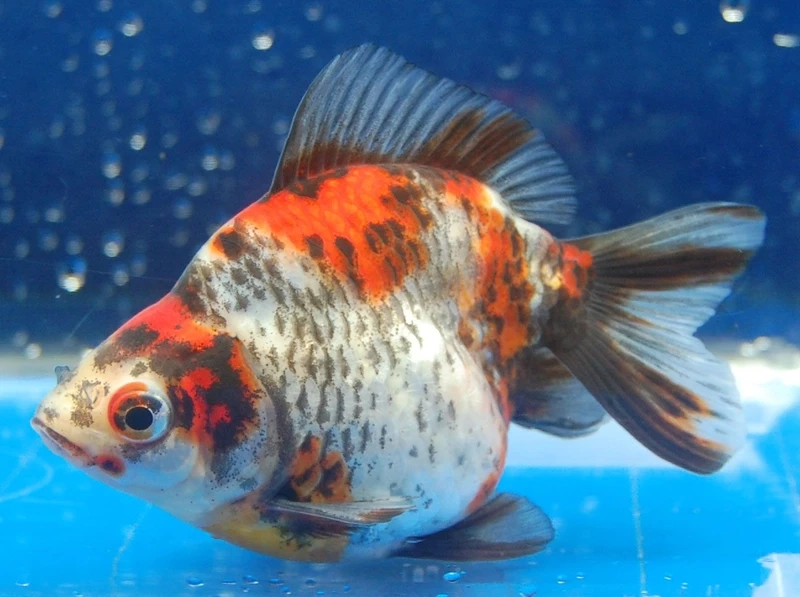 Người chơi cá yêu thích cá vàng ryukin nhật đẹp