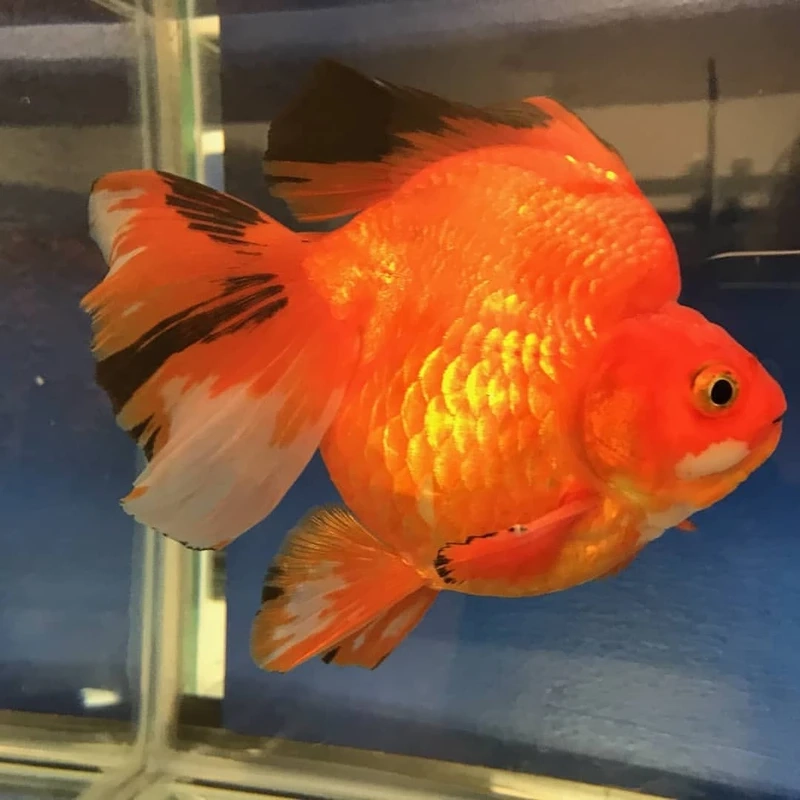 Trang trí bể cá bằng cá vàng ryukin hồ thủy sinh