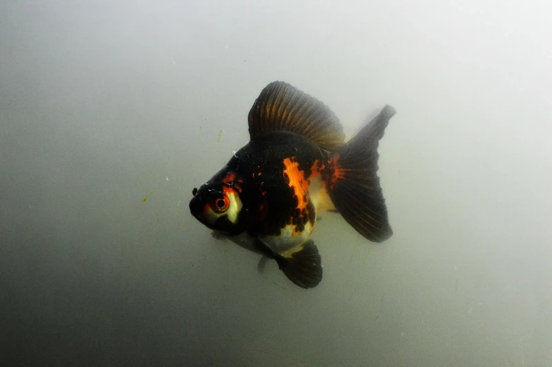 Dòng cá độc đáo của cá vàng ryukin độc lạ