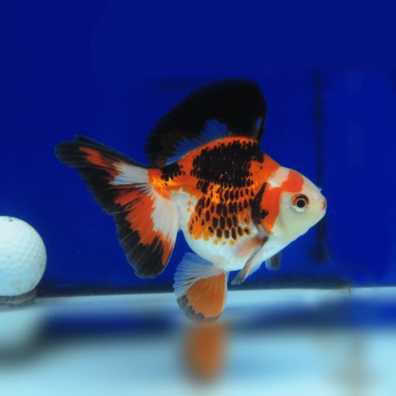 Lựa chọn hoàn hảo là cá vàng ryukin nuôi trong nhà