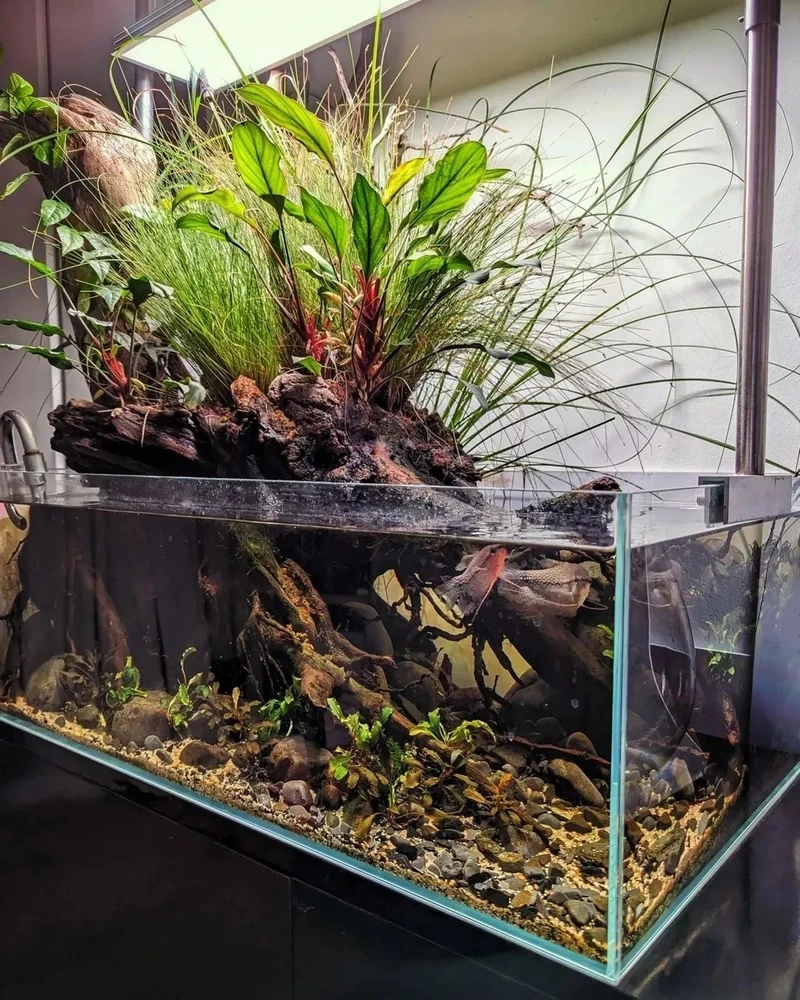 Góc chill hoàn hảo với hồ thủy sinh aquascape mini