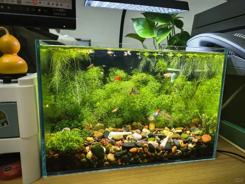 Đẳng cấp dân chơi bể cá với hồ thủy sinh aquascape chuyên nghiệp