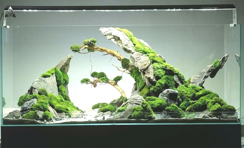 Nghệ thuật sắp đặt đá cây trong hồ thủy sinh aquascape đá và cây