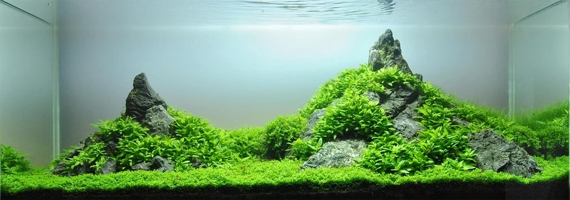 Dòng suối thu nhỏ trong hồ thủy sinh aquascape suối