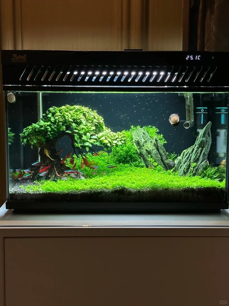 Xu hướng mới của dân chơi cá cảnh là hồ thủy sinh aquascape hiện đại