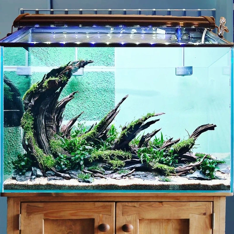 Tác phẩm trưng bày ấn tượng với hồ thủy sinh aquascape trưng bày