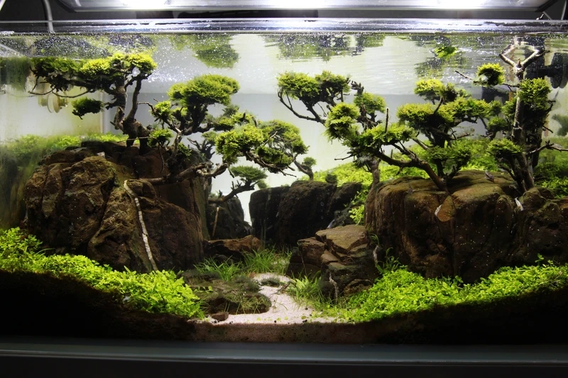 Không gian sang trọng với hồ thủy sinh aquascape cao cấp