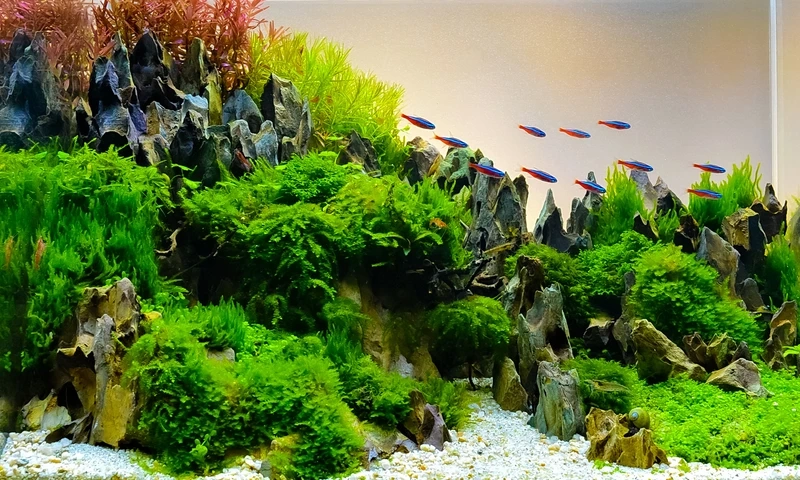 Thiên nhiên thu nhỏ trong hồ thủy sinh aquascape phong cách thiên nhiên