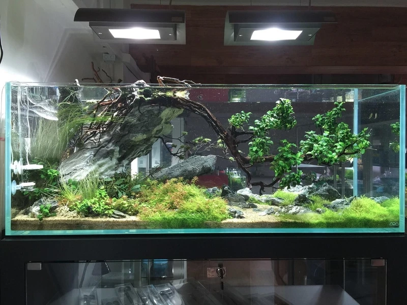 Bí quyết bố cục chuẩn với hồ thủy sinh aquascape layout đẹp